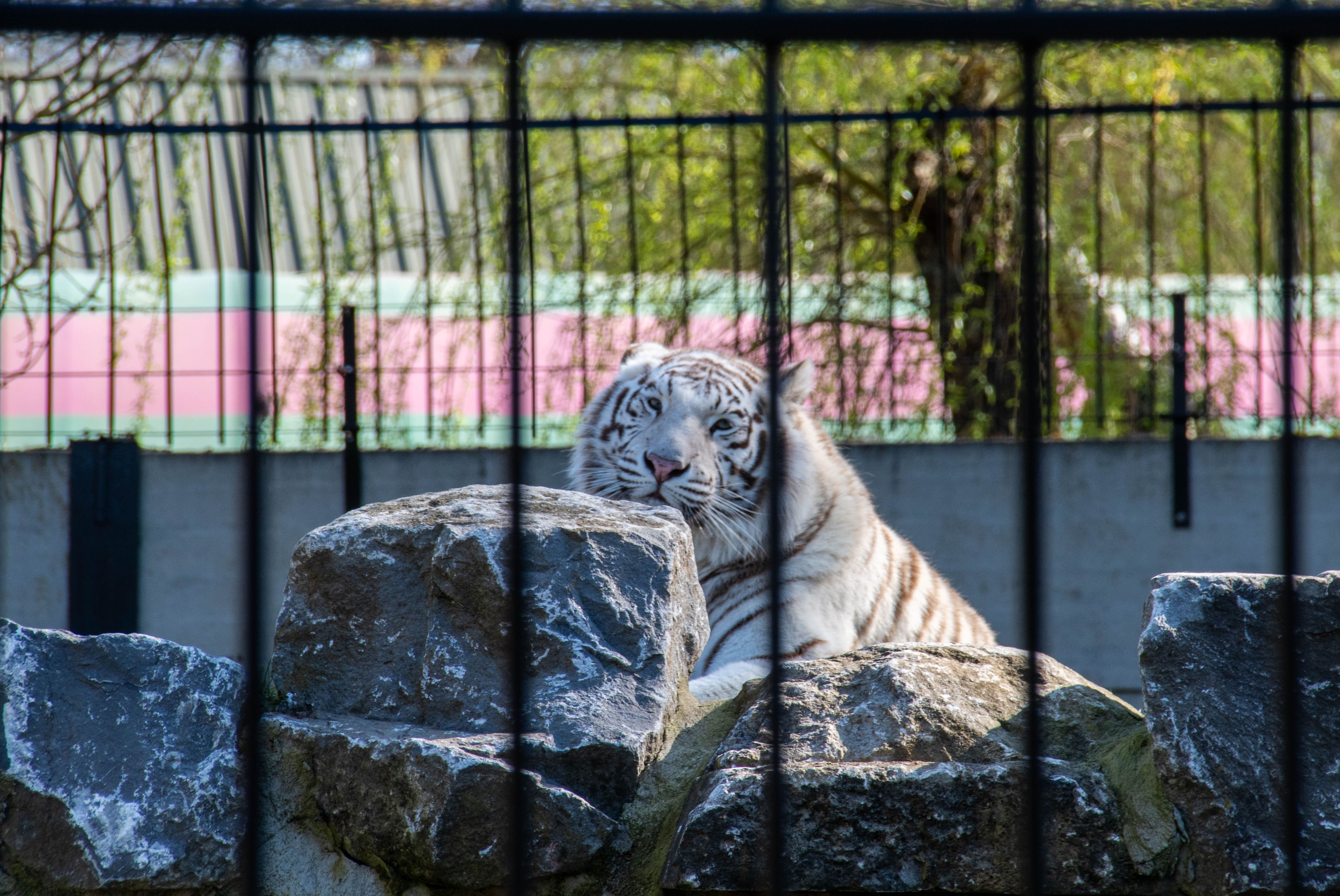 Top 5 dierenparken in België